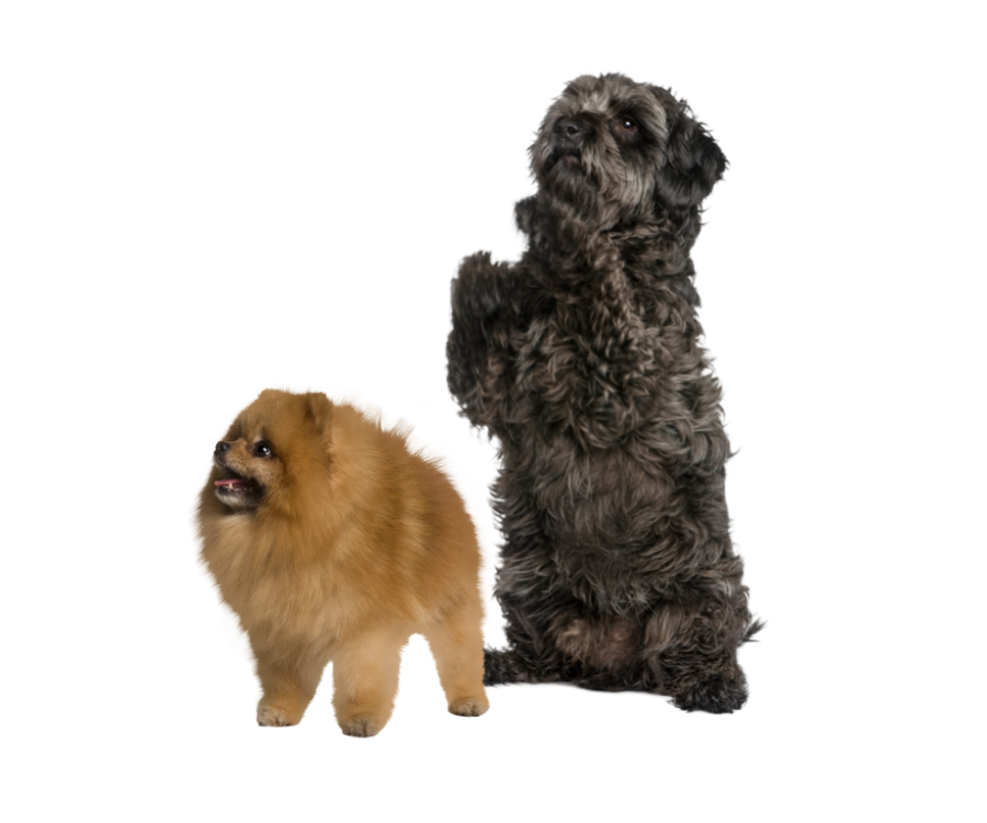 Pet diagnostics header image A black and brown small dog