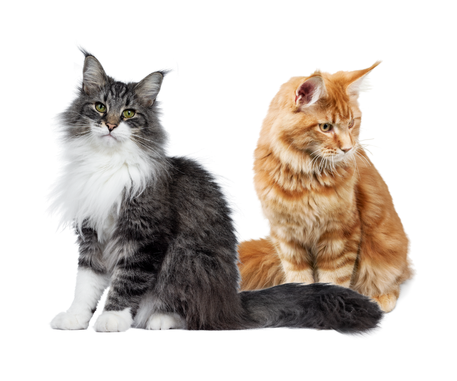 SouthPark Animal Clinic team header