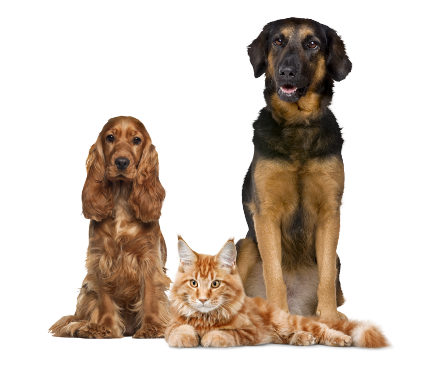 Pet wellness header image Two dogs and one cat