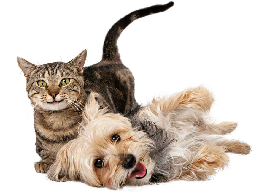 Vet services various species of pets
