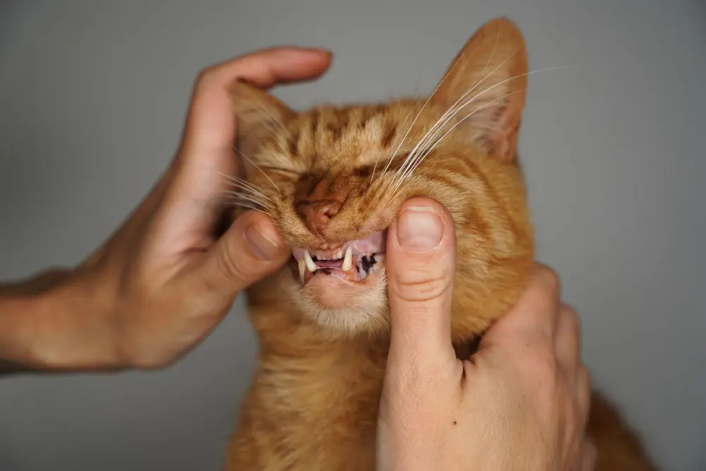A cat dental checkup Cat dental checkup