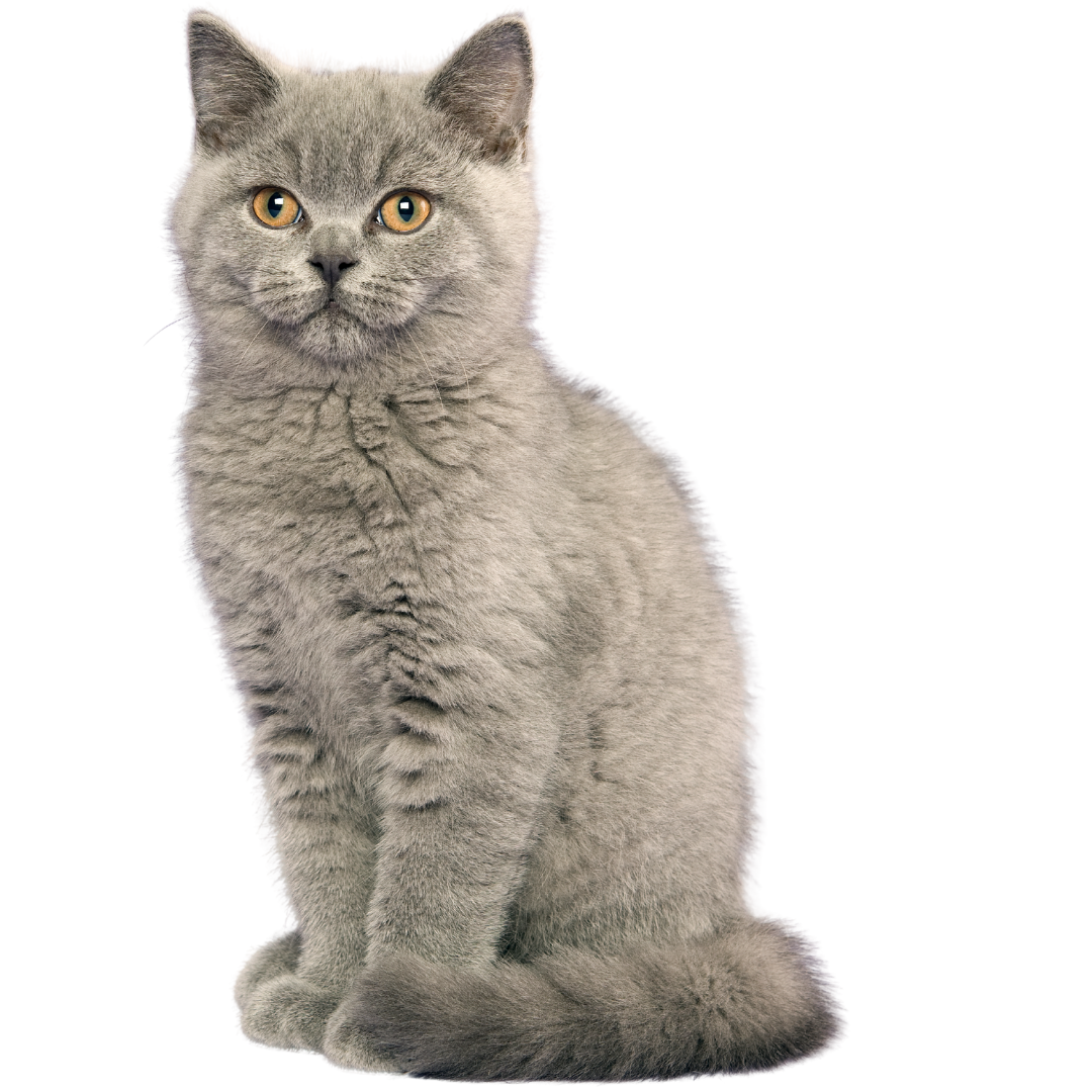 A gray furry cat sitting on floor