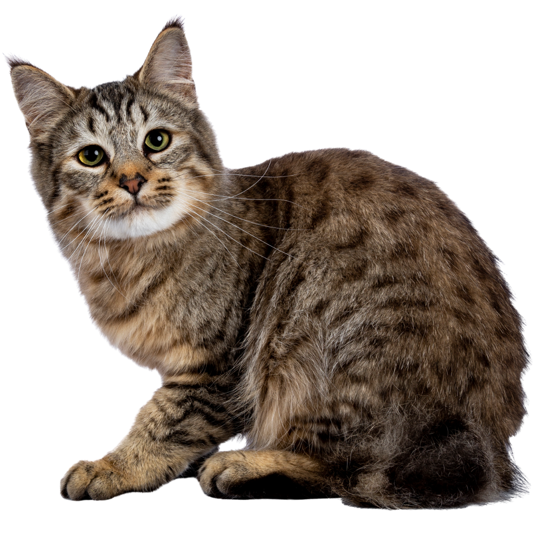 A cat turned back and seeing someone