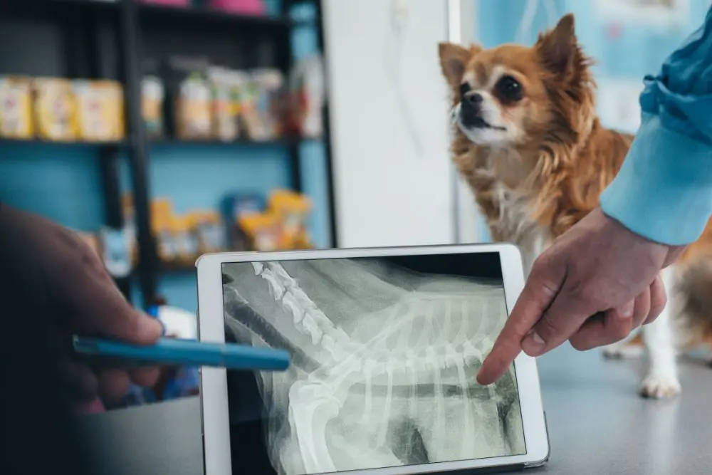 A pet Xray Pet digital radiographs