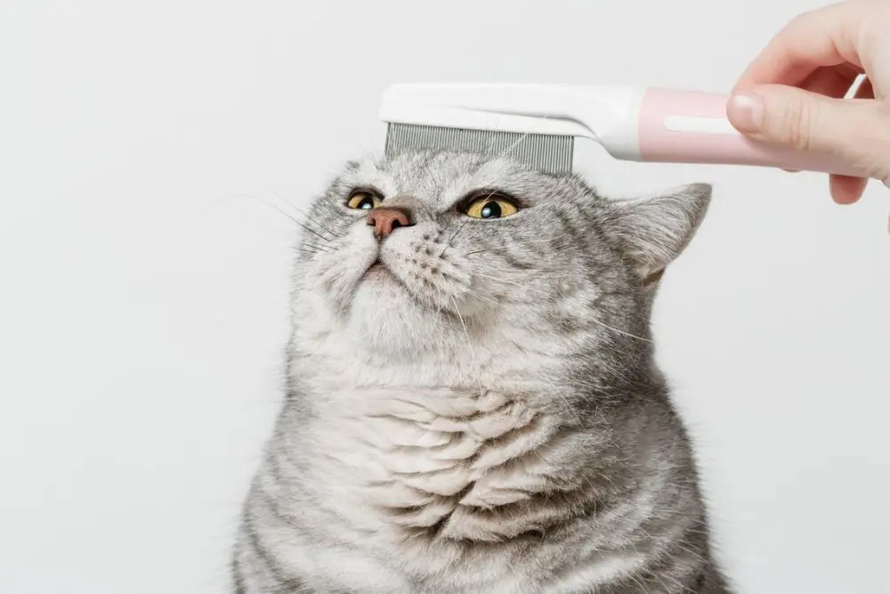 A fat cat A cat is getting grooming service