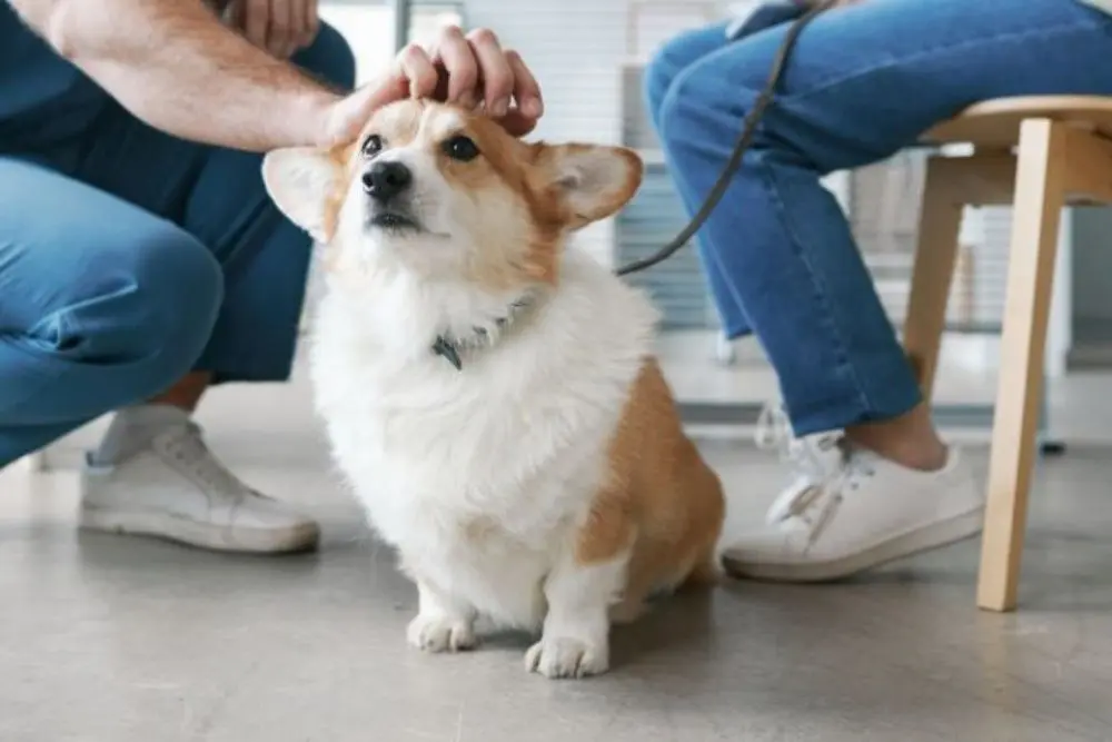 Pet medical day boarding image A person kept his hand on a dog head