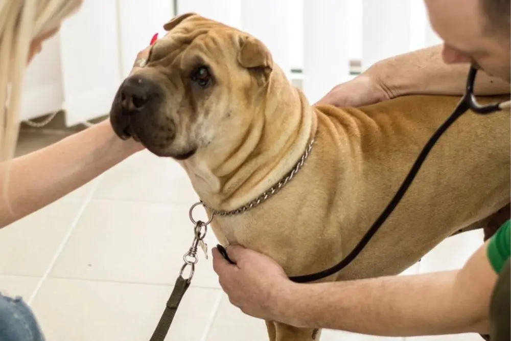 Pet vaccination image A vet gently pets a dog while holding a stethoscope