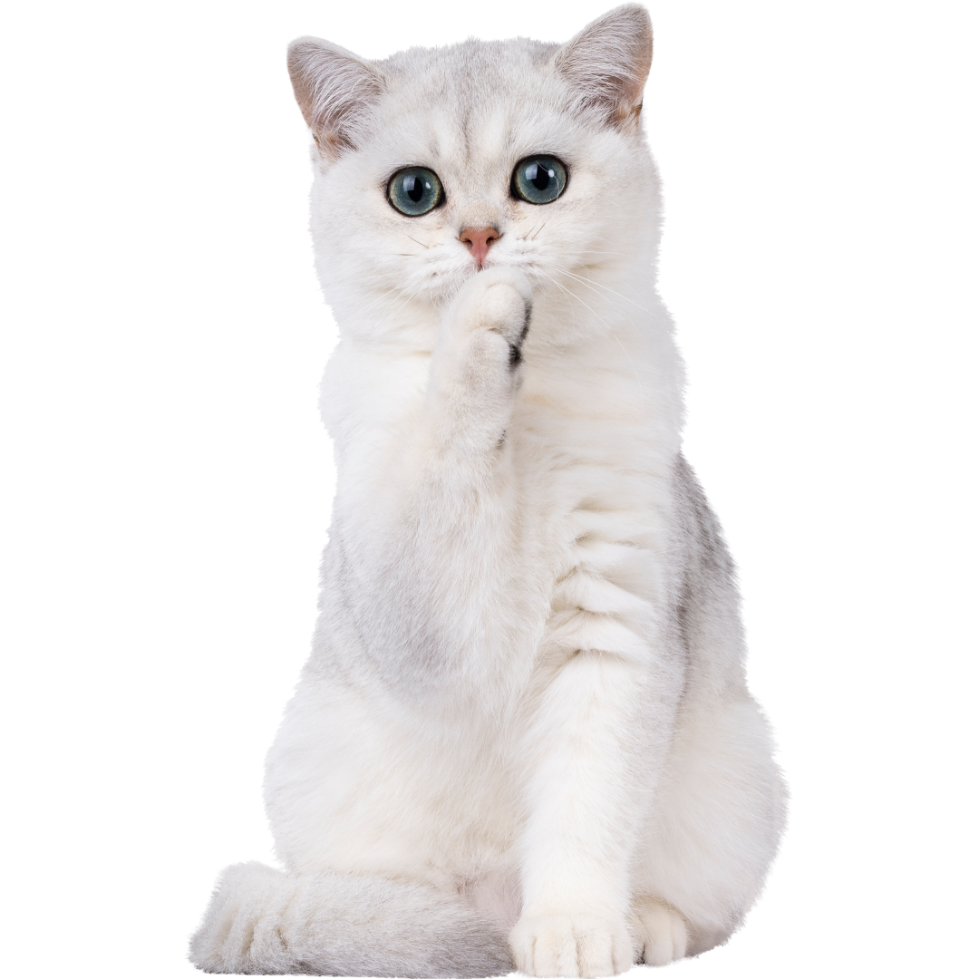 A cute white cat