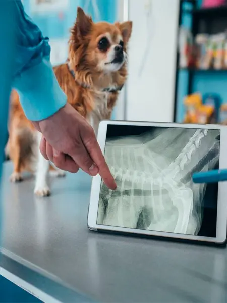 Pet digital radiographs header image Dog digital xray