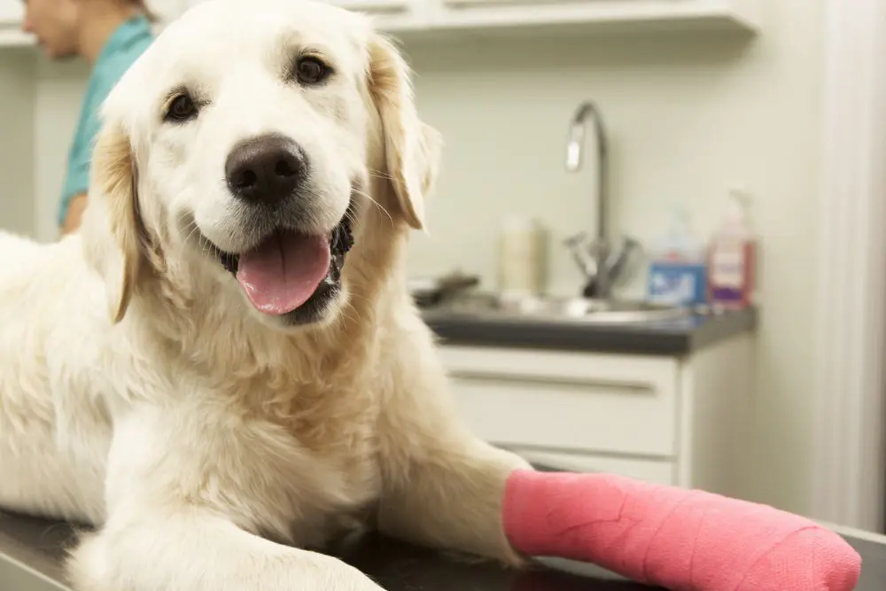 Dog surgery Pet orthopedic surgery header image