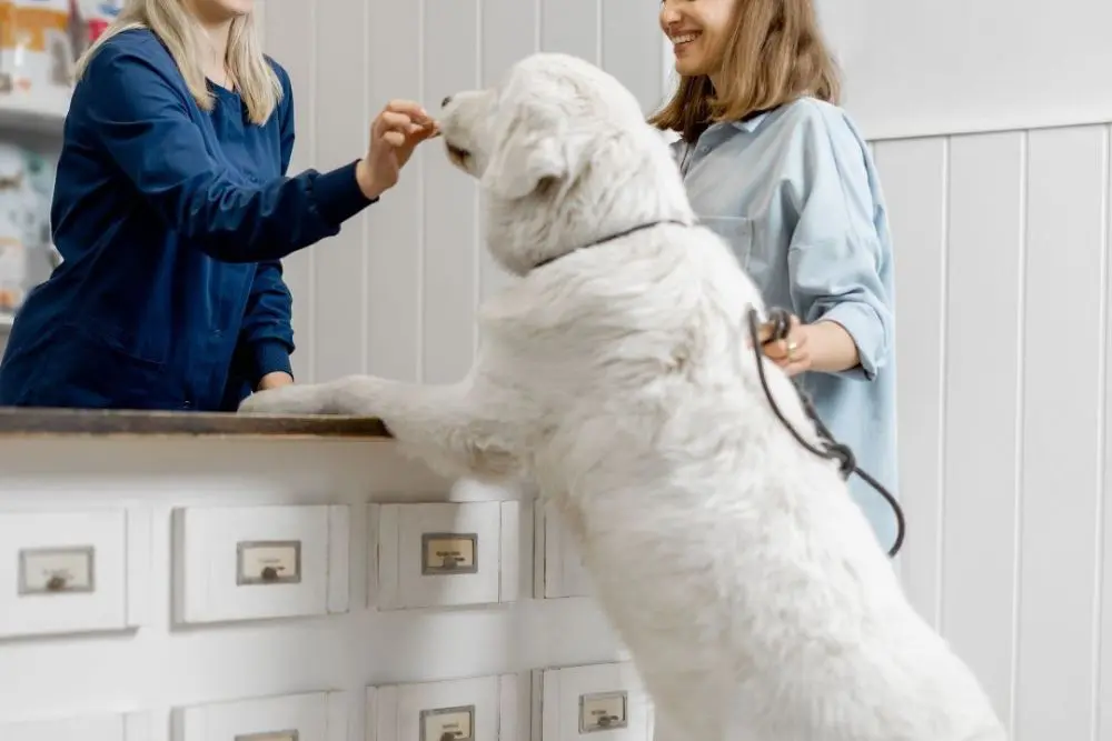 Pet store Pet medical service