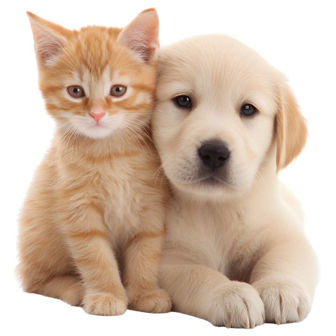 Puppy and kitten