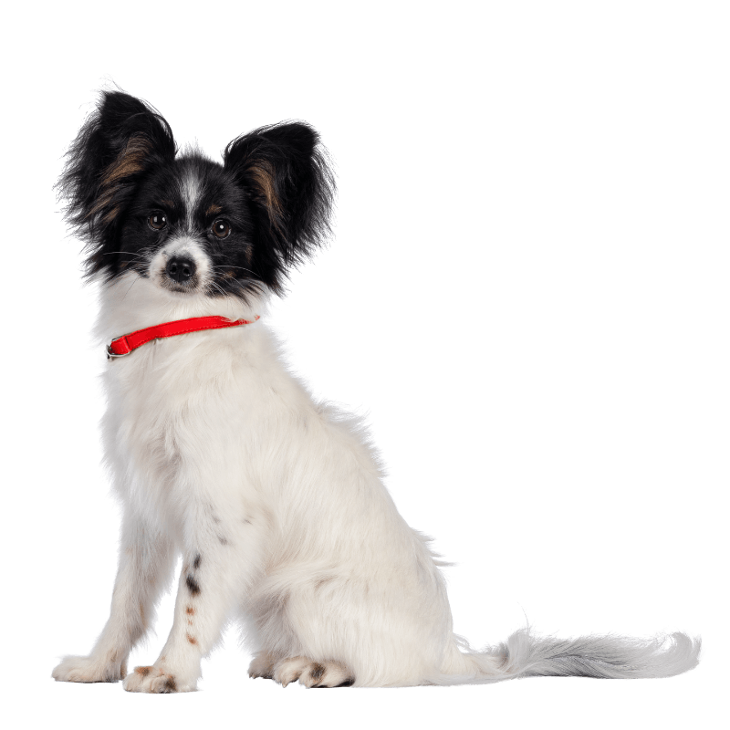 A black and white furry puppy