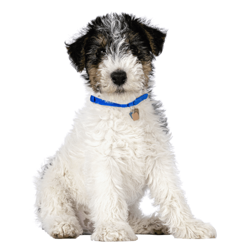 A black and white furry dog