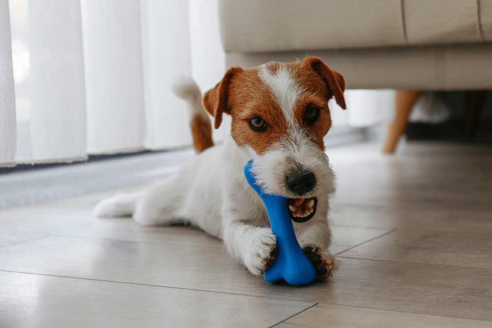 dog chewing on a toy dog chewing on a blue chew toy