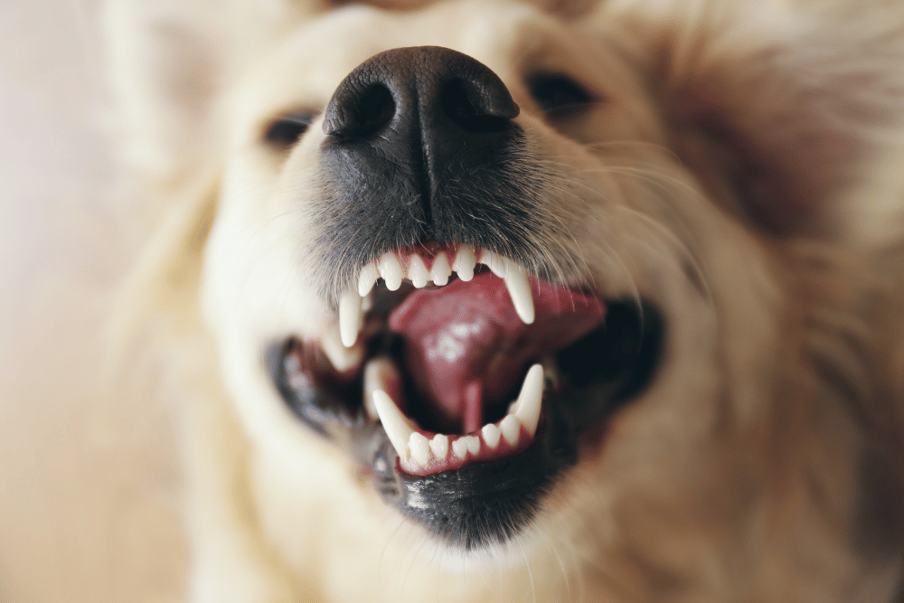 dog dental care closeup of a dogs teeth