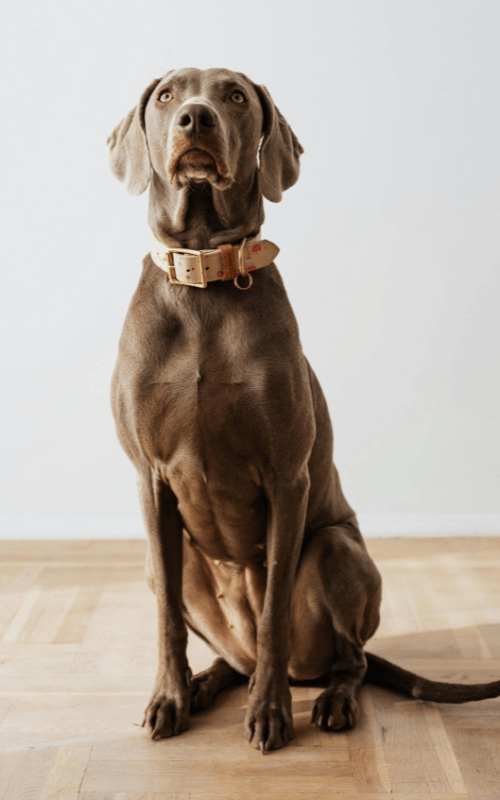 dog wearing a collar sitting down for a treat dog wearing a collar sitting down for a treat