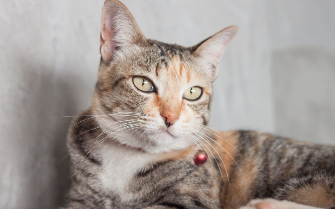 a cat sat on the floor