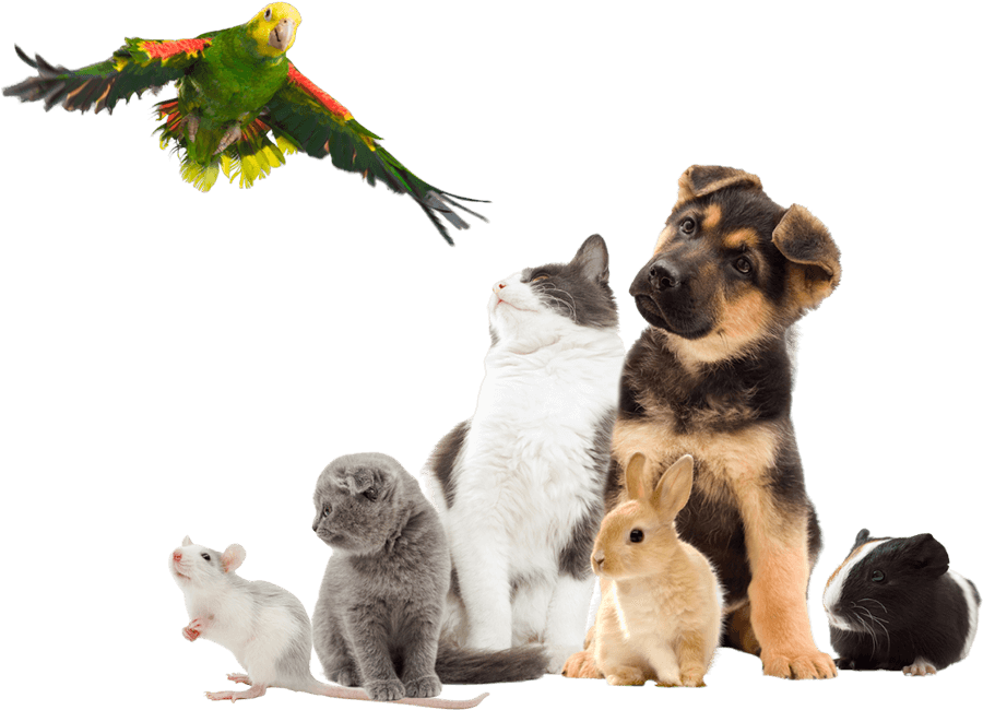 various species of pets