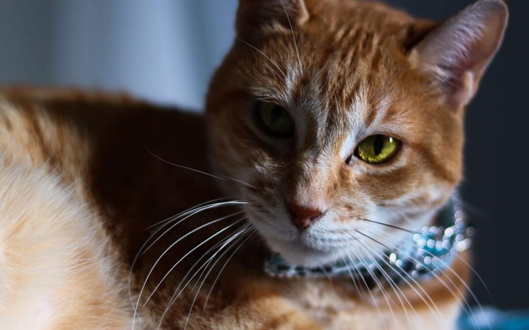 Ways to Celebrate Your Cat during National Cat Lovers Month