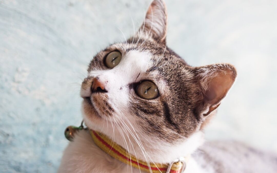 How to Keep Your Pet Safe When Traveling