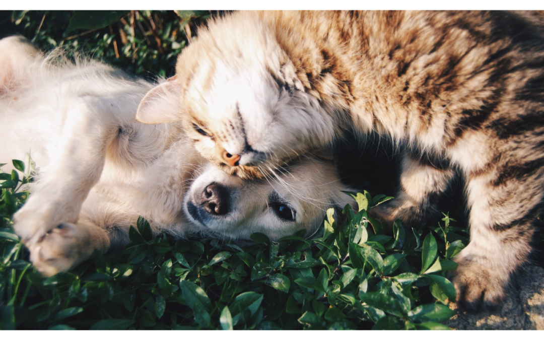 Four Ways To Share Valentine’s Day Love With Your Pet