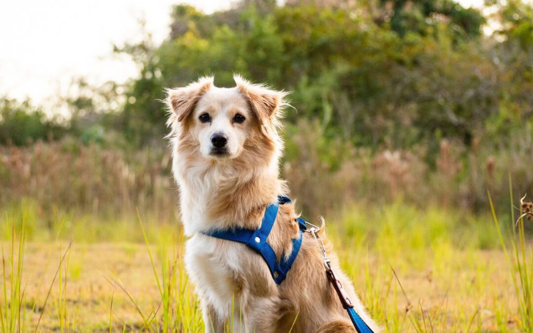 Four Ways To Share Valentine’s Day Love With Your Pet