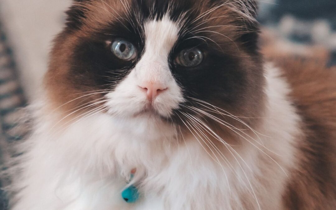 5 Steps to Brushing Your Pet’s Teeth