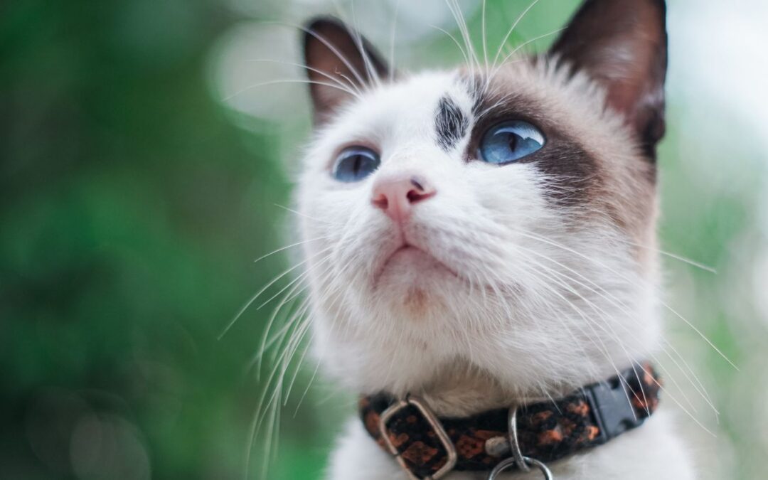 Your Pet Should Avoid These Common Pet Toxins