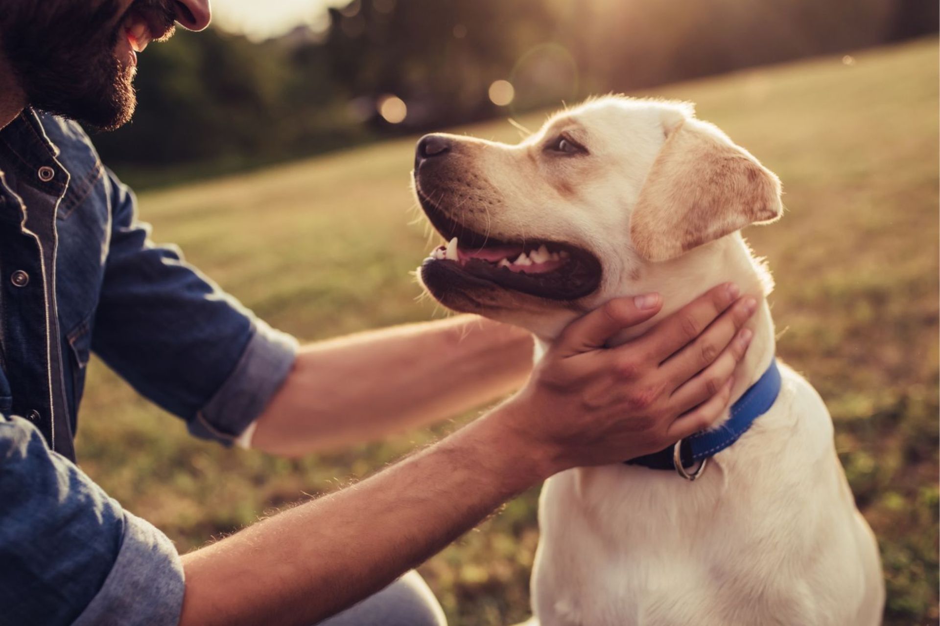 An old dog with owner