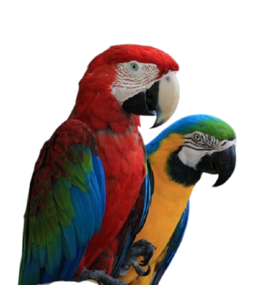 parrot-hero-4 parrots