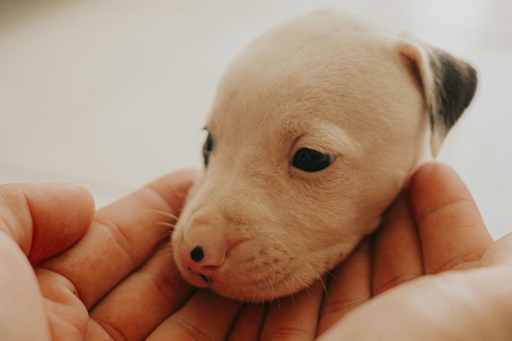 Pet spay and neuter services